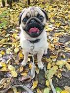 Mopsz kutya boldogan figyel egy erdei sétánk alkalmával a Pesterzsébeten lévő Újtelepi-parkerdőben.