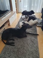 Lagotto romagnolo, boston terrier és angol agár pihennek a nappaliban.