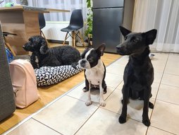 Lagotto Romagnolo (olasz vizikutya) a fekhelyén, mellett a boston terrier és egy keverék kiskutya várják a kutya szittert.
